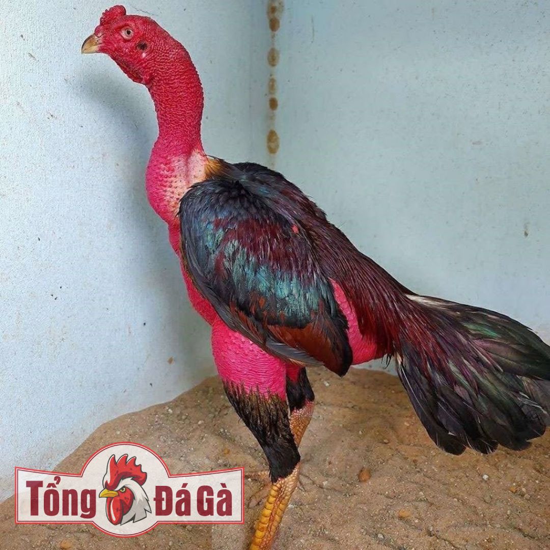 Cách chọn gà đòn hay Cách chọn gà đòn hay