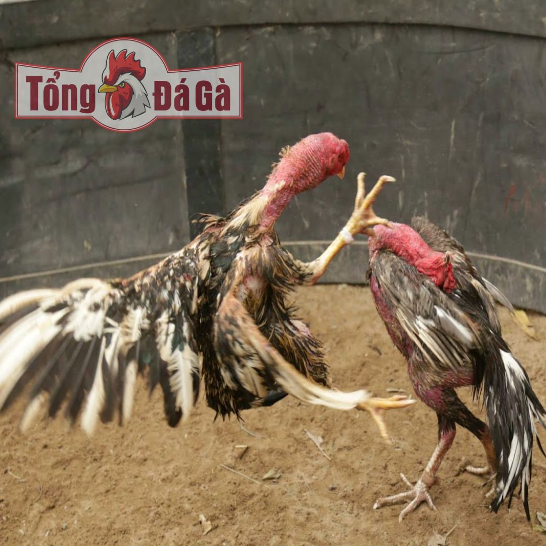 Trận đá gà của các sư kê Việt Nam Trận đá gà của các sư kê Việt Nam