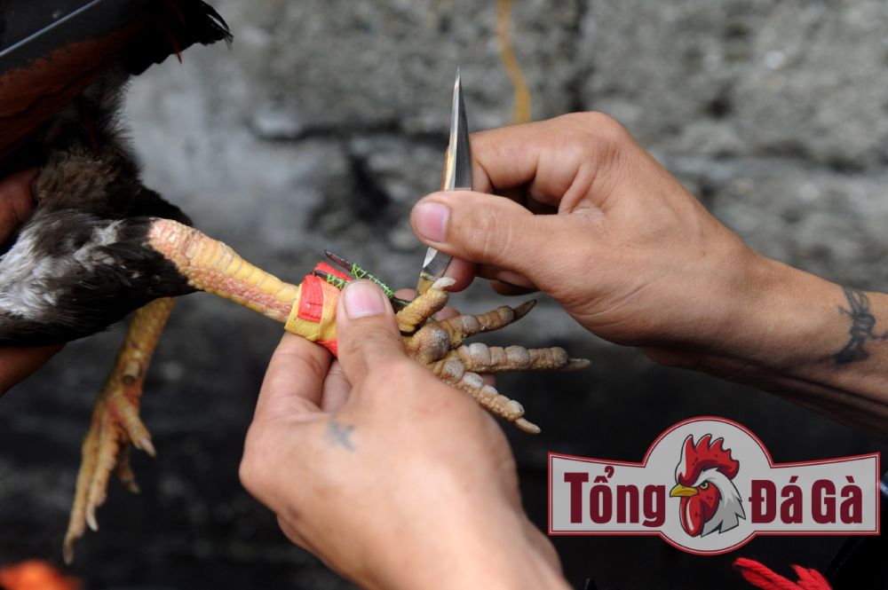 Cựa dao được buộc trước khi các chiến kê lâm trận. Cựa dao được buộc trước khi các chiến kê lâm trận.