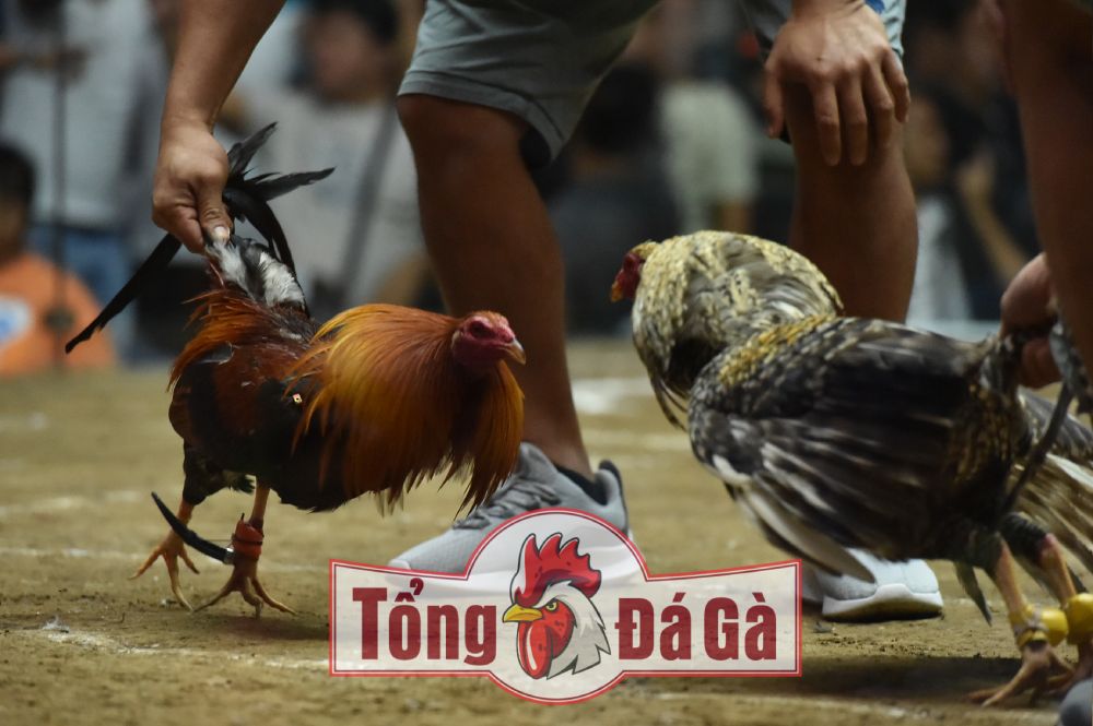 Sabong đá gà cựa dao Philippin. Sabong đá gà cựa dao Philippin.
