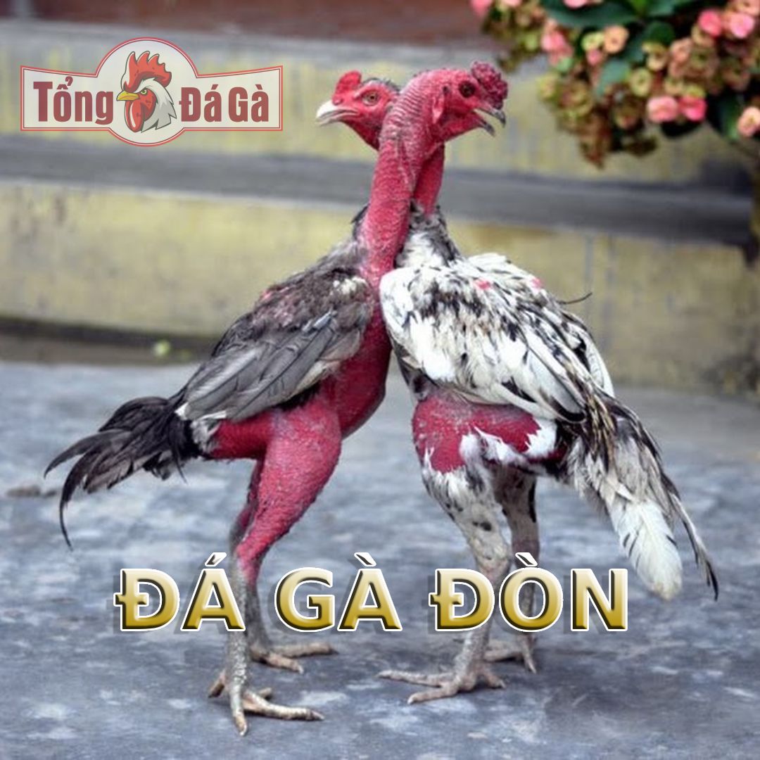 Đá gà nòi Việt Nam Đá gà nòi Việt Nam.