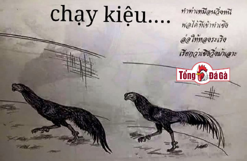 Gà chạy kiệu Gà chạy kiệu