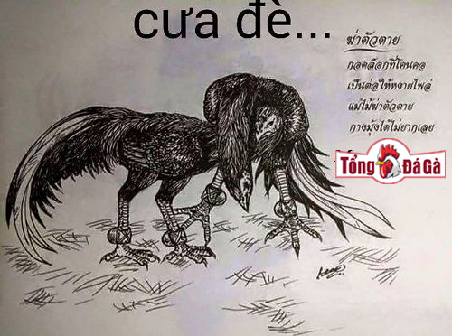 Gà đá cưa đè hai mang Gà đá cưa đè hai mang