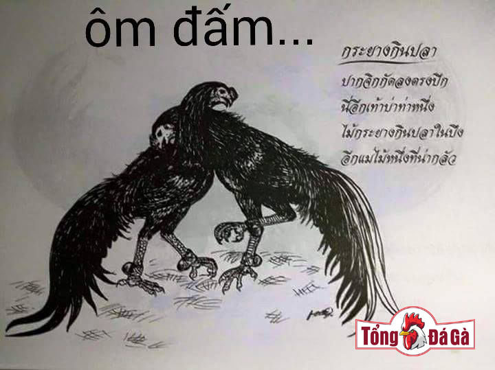 Lối đá ôm đấm của gà chọi Lối đá ôm đấm của gà chọi